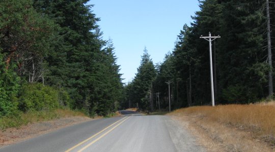 Rosa Road 1