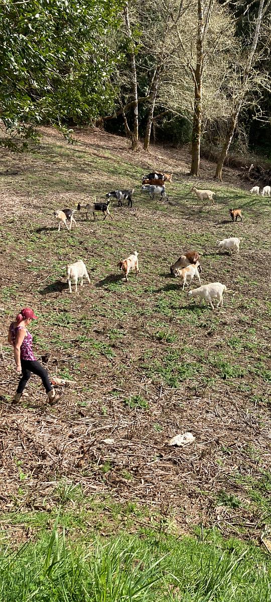 Goat Herding