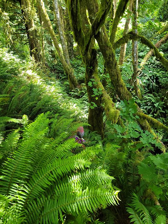 In the Forest In the Forest